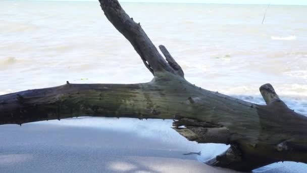 Ένα Κομμάτι Ξύλο Στην Άκρη Της Παραλίας Χτυπημένο Από Κύματα — Αρχείο Βίντεο