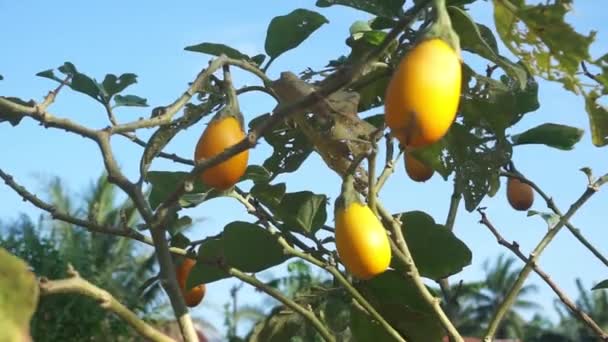 Fruit Aubergine Qui Est Jaune Toujours Sur Arbre Exposé Aux — Video