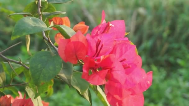 Bunga Kertas Flores Buganvillas Rojas Que Florecen Maravillosamente Estación Seca — Vídeo de stock