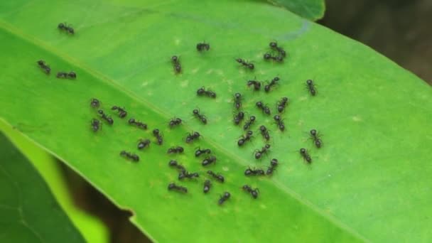 Αποικίες Μαύρων Μυρμηγκιών Μαζεύονται Πράσινα Φύλλα Για Χτίσουν Φωλιές Την — Αρχείο Βίντεο