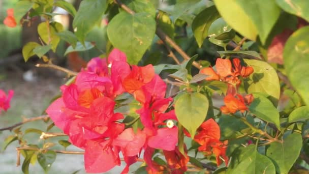 Bunga Kertas Lub Czerwone Kwiaty Bougainvillea Które Pięknie Kwitną Porze — Wideo stockowe