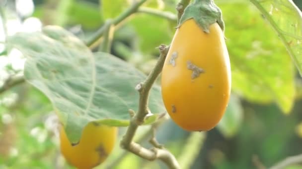 Gele Aubergine Aubergine Met Geel Fruit Aan Boom Aubergine Boom — Stockvideo