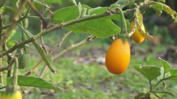 Κίτρινη Μελιτζάνα Μελιτζάνα Κίτρινα Φρούτα Στο Δέντρο Μελιτζάνα Που Κινείται — Αρχείο Βίντεο
