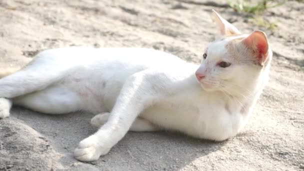 Kucing Lokal Santai Dan Berjemur Bawah Sinar Matahari Pagi — Stok Video