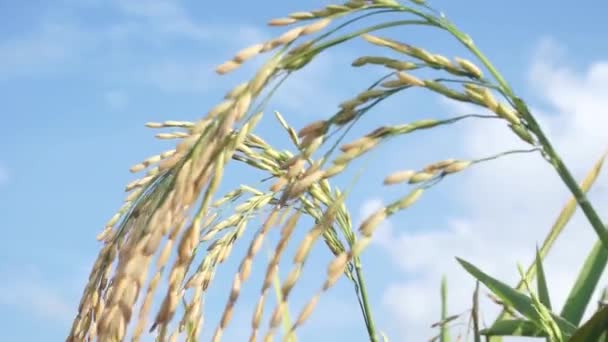 Χωράφια Ρυζιού Που Έχουν Κιτρινίσει Και Είναι Έτοιμα Για Συγκομιδή — Αρχείο Βίντεο