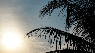 Bir hindistan cevizi ağacının yaprakları sabah güneşinin egzotik ve sakin ışığına maruz kalır.