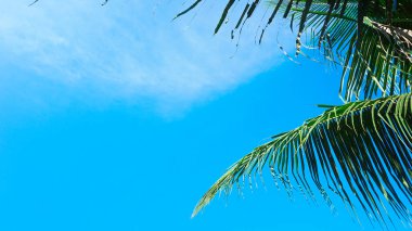 Mavi gökyüzünü gösteren minimalist ve basit bir görüntü. Plajda tipik sakin atmosferi olan ağaçlar.