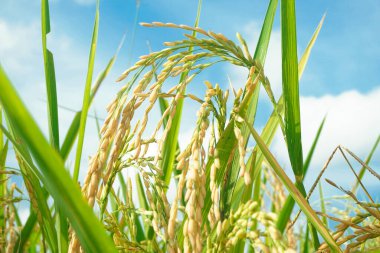 Pirinç tarlaları sarardı ve hasat edilmeye hazırlar.