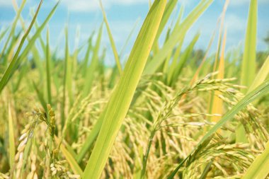 Pirinç tarlaları sarardı ve hasat edilmeye hazırlar.