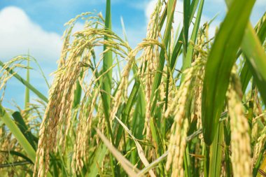 Pirinç tarlaları sarardı ve hasat edilmeye hazırlar.