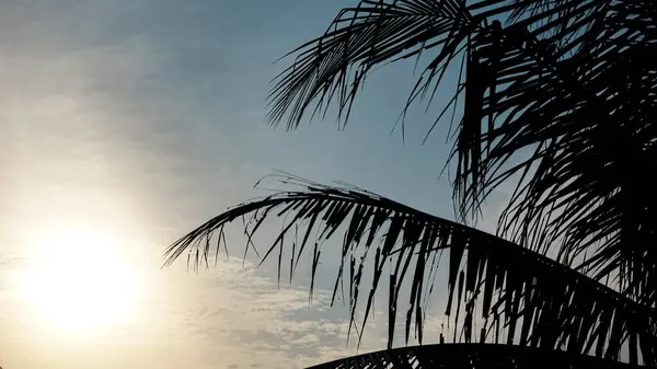 Bir hindistan cevizi ağacının yaprakları sabah güneşinin egzotik ve sakin ışığına maruz kalır.