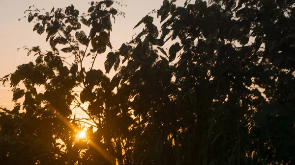 Kırsal pirinç tarlalarında günbatımının atmosferi sakin ve rahatlatıcıdır.