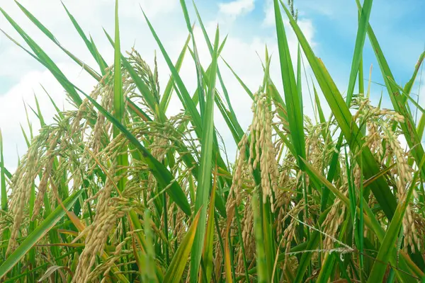 Pirinç tarlaları sarardı ve hasat edilmeye hazırlar.