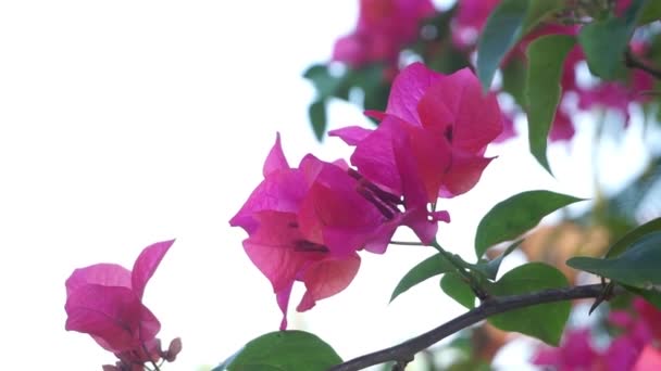 在旱季盛开的邦加红花或红花 — 图库视频影像