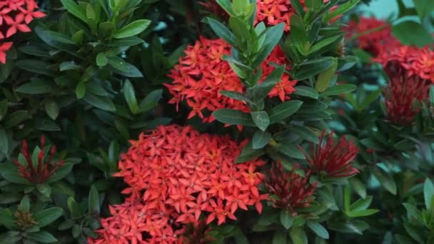 Rouge Rote Ashoka Blumen Oder Saraca Asoka Isoliert Auf Weißem — Stockvideo