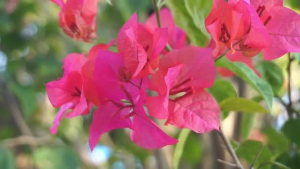 Bunga Kertas Eller Röda Bougainvillea Blommor Som Blommar Vackert Den — Stockvideo