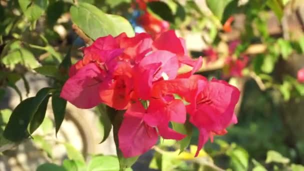 Bunga Kertas Eller Röda Bougainvillea Blommor Som Blommar Vackert Den — Stockvideo