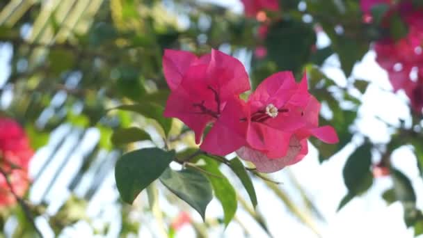 Bunga Kertas Flores Bougainvillea Vermelhas Que Florescem Lindamente Estação Seca — Vídeo de Stock