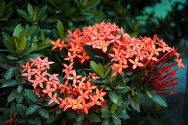 Ashoka çiçekleri Endonezya 'nın kırsal bölgelerinde kurak mevsimde güzel çiçek açar.