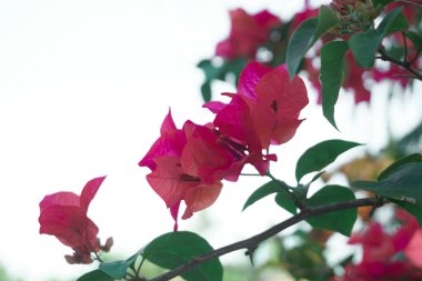 Bougainvillea çiçekleri Endonezya 'da yazın güzel bir şekilde açar.