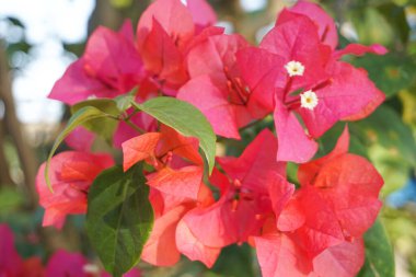 Bougainvillea çiçekleri Endonezya 'da yazın güzel bir şekilde açar.