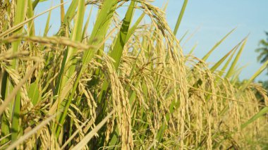 Kurak mevsimde pirinç tarlalarındaki pirinç bitkileri zaten sarıdır ve çiftçiler tarafından hasat edilmeye hazırdır.