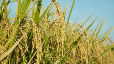 Kurak mevsimde pirinç tarlalarındaki pirinç bitkileri zaten sarıdır ve çiftçiler tarafından hasat edilmeye hazırdır.