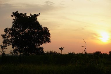 Sessiz kırsal pirinç tarlalarında gün batımı