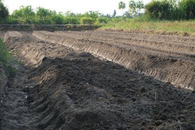 Humus veya çiftçilerin ekmesi için gevşek ve hazır bir toprak.