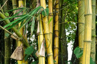 Kırsalda yetişen sarı bambu ağacı.
