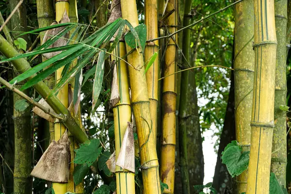 Kırsalda yetişen sarı bambu ağacı.