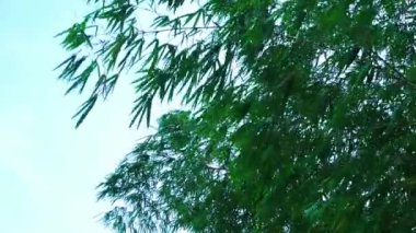 Bereketli yapraklı bambu ağaçları, rüzgarın esintisine maruz kalıyor.