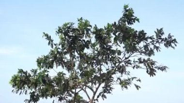 Yeşil yapraklı guava ağacı