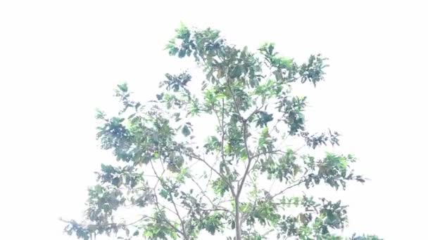 Arborele Guava Frunze Verzi — Videoclip de stoc