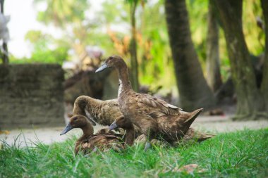 Bir grup ördek dinlenerek ve dinlenerek öğleden sonranın tadını çıkarıyor.