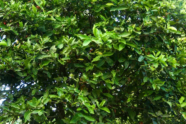 Parktaki yeşil ağaçlar çok güzel yeşil bir zemin oluşturuyor.