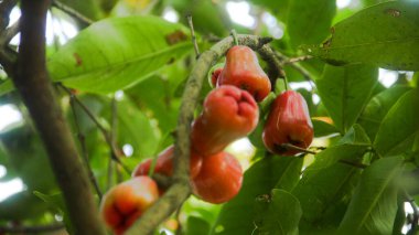 Olgun tanga samsi su guava Parlak kırmızı renkli ve gür yapraklı