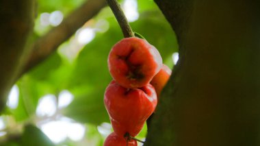 Olgun tanga samsi su guava Parlak kırmızı renkli ve gür yapraklı