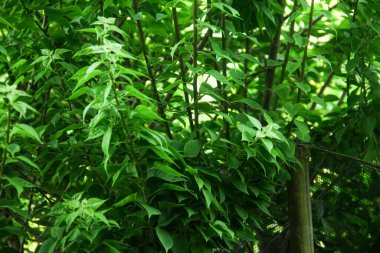 Taze ve doğal bougainvillea çiçek yapraklarının yeşil arka planı