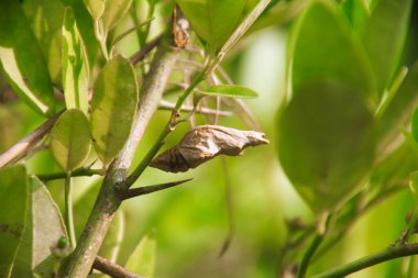 Limon ağacından sarkan bir Koza