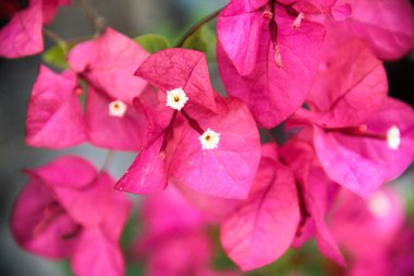 Bougainvillea çiçekleri Endonezya 'da yazın güzel bir şekilde açar.