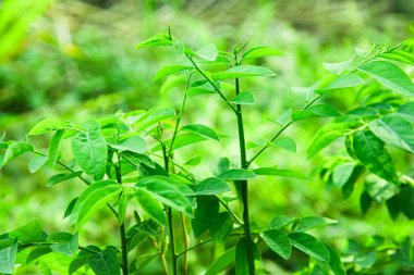 Katuk Yaprakları veya Sauropus çift cinsiyetli katuk yaprakları pirinç tarlalarının etrafında yetişir.