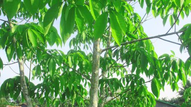 Brasiliansları kaldırın ya da yeşil ve gür yapraklı kauçuk ağaçları