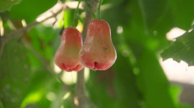Taze kırmızı tanga samsi su guava hala ağaçta, hasat edilmeye hazır