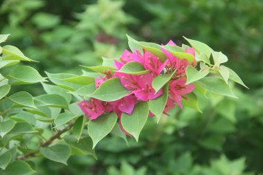 Bougainvillea çiçekleri, çiçek bitkileri ev çevresinde süslü bitkiler olarak çok rağbet görürler.