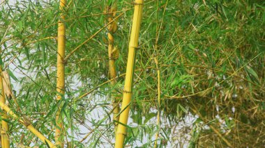 Kırsalda bol bol yetişen sarı bambu bitkileri.