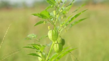Kuru pirinç tarlalarının çevresinde yetişen Physalis angulata veya Ciplukan