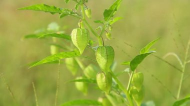 Kuru pirinç tarlalarının çevresinde yetişen Physalis angulata veya Ciplukan