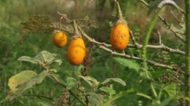 Ağaçta olgunlaşan meyveleri olan patlıcan bitkileri.