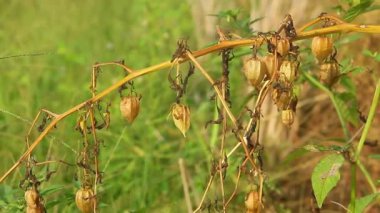 Kuru pirinç tarlalarının çevresinde yetişen Physalis angulata veya Ciplukan